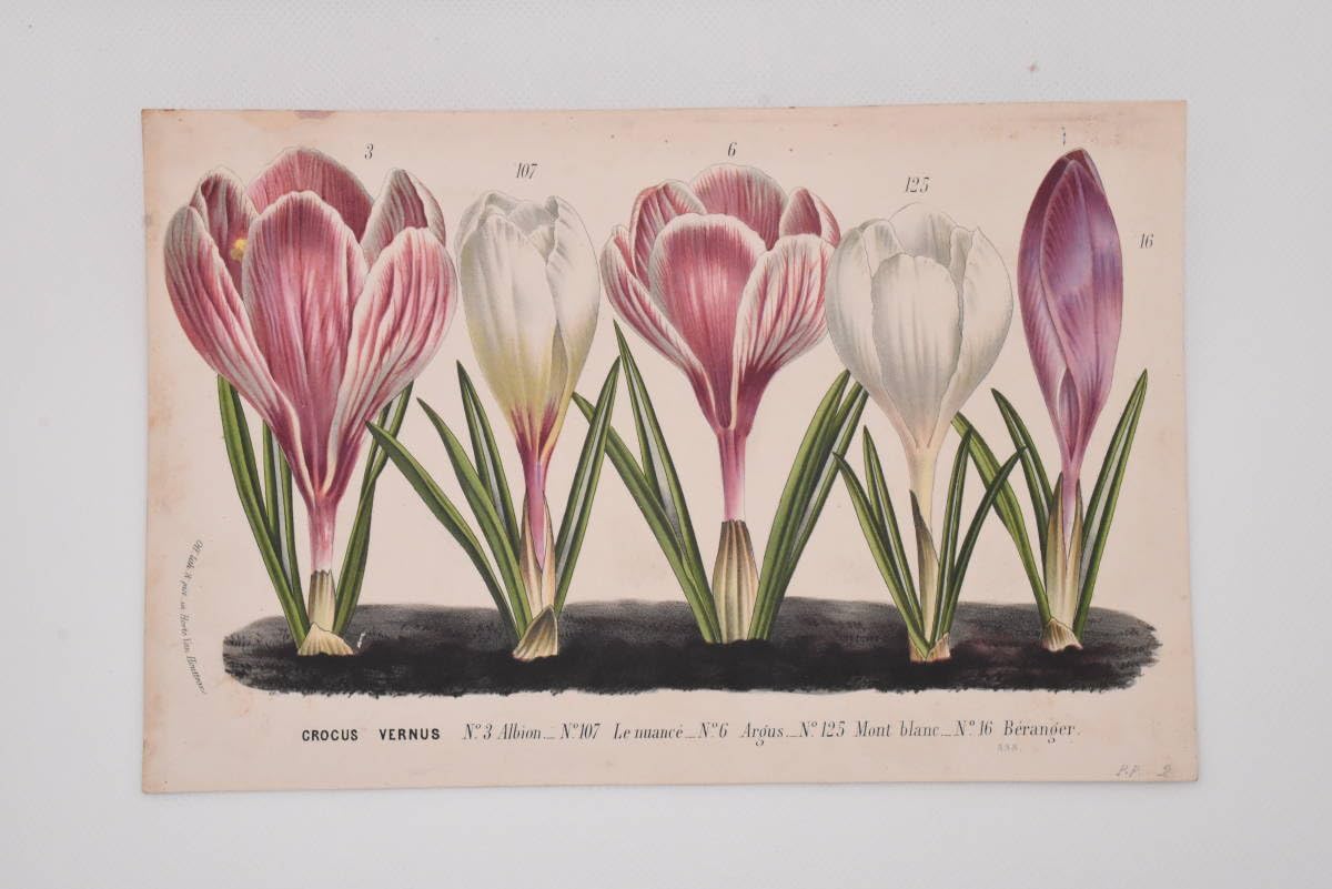 1825年フランスアンティークリトグラフ　フランスアンティーク版画　植物画　大判 Saffron Crocus, Handcoloured Steel Engraving Print. Art Prints